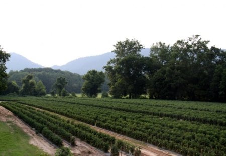 Tomato Field - nature, farm, landscape, rows, crop, field