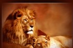 Leo and Lioness