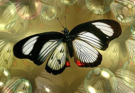 Black and White - white, butterfly on goldden bubbles, black