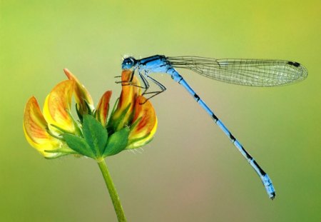 Blue Dragonfly - dragonfly, flower