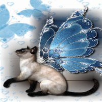 Winged Kitty
