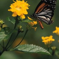 Flower and Butterfly