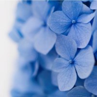 Blue Petals