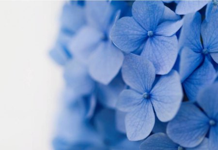 Blue Petals - flowers, blue petals