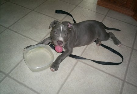 kratos - blue pit, puppies