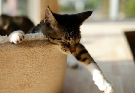 Cat - sleeping, beauty, cat face, hat, animals, sleepy, paws, face, pretty, cute, cat, kitty, lovely, kitten, cats, beautiful, sweet