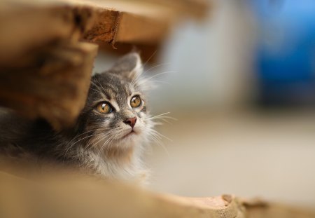 Cat - sleepy, cute, beautiful, cat, sleeping, kitty, cats, hat, cat face, paws, face, animals, pretty, beauty, sweet, kitten, lovely