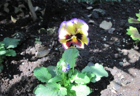 Beauty of flowers in Spring 08 - Pansy, Flowers, garden, green, photography