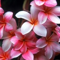 Plumeria