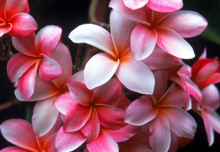 Plumeria - flowers, pink plumeria, plumeria, pink flowers, flower, pink, pink flower