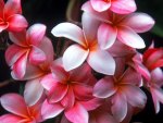 Plumeria