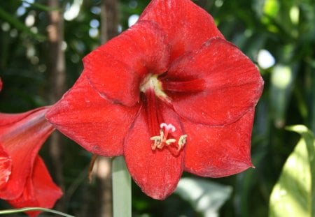 Beauty of flowers in Spring 11 - red, photography, green, flowers, garden