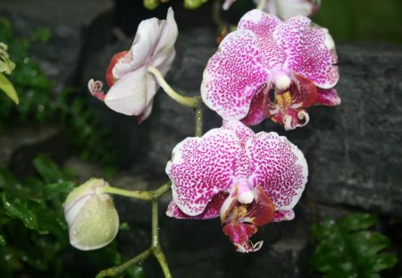 Beauty of flowers in Spring 12 - orchids, purple, photography, green, flowers, garden