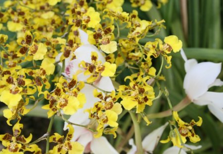 Beauty of flowers in Spring 15 - white, orchids, yellow, photography, green, flowers, garden