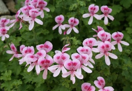 Beauty of flowers in Spring 16 - garden, purple, pelargonium, pink, flowers, photography, green