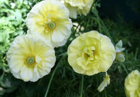 Beauty of flowers in Spring 17 - photography, gardfen, green, yelow, flowers, ranunculus, garden