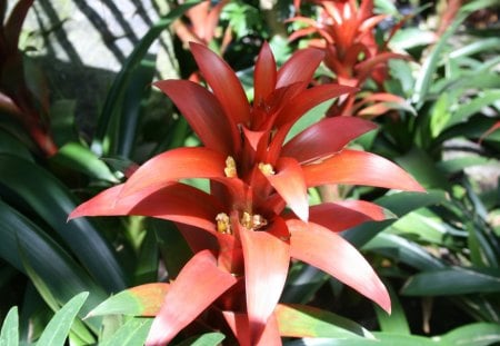 Beauty of flowers in Spring 20 - red, photography, green, bromeliads, flowers, garden