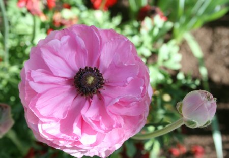 Beauty of flowers in Spring 22 - pink, photography, green, flowers, ranunculus, garden