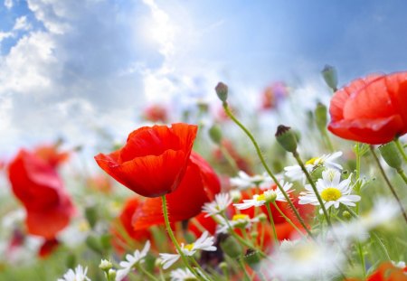 Flower Field - sky, sun, blooms, summer, poppies, daisies