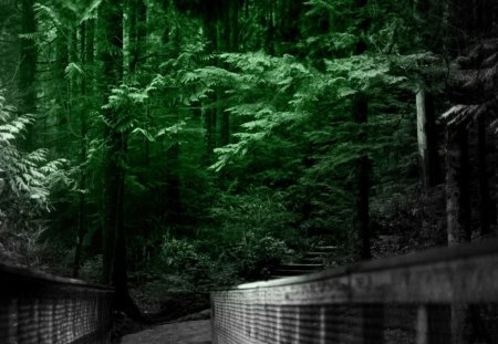 Dark forest - new, image, color, wallpper