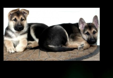 Two gorgeous German Shepherd - new, image, color, wallpper