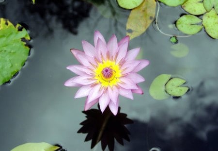 The Lovely Lotus - lotus, flower, pond, pretty, water, lily pad, nature