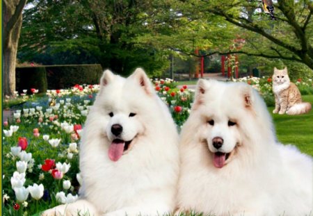 Cute dogs