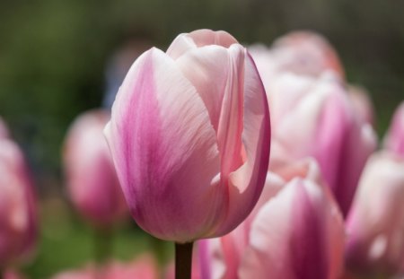 *** Pink tulips *** - flowers, pink, nature, tulips