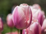 *** Pink tulips ***