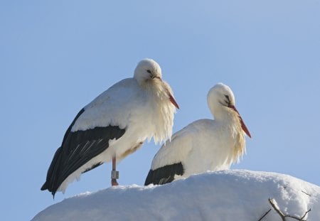 *** Storks in snowy nest  *** - animal, winter, storks, snow, spring, animals