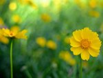 *** Simple yellow beauty ***