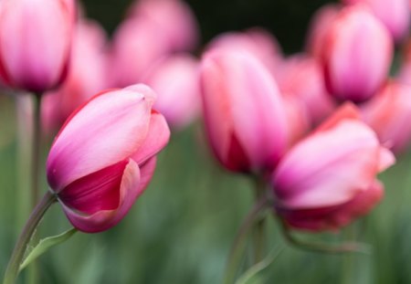 *** Pink tulips *** - flowers, pink, nature, tulips