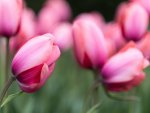 *** Pink tulips ***