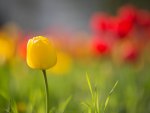 *** Yellow tulip ***