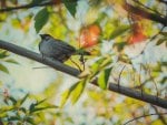 *** Sparrow on a tree ***