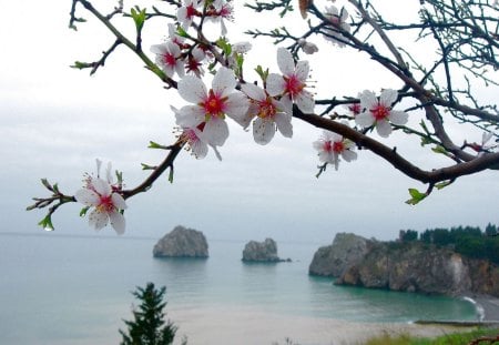 flower on the beach - beach, tree, sea, flower