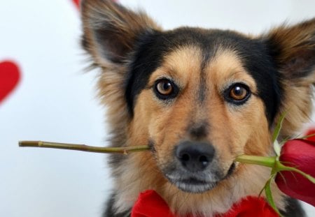 love dog - love, rose, dog, flower