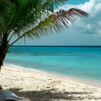 palm trees on white sand