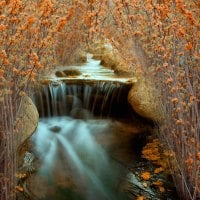 waterfalls tree