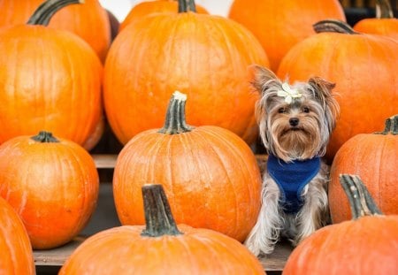 Dog - puppy, pumpkin, dog, fruit