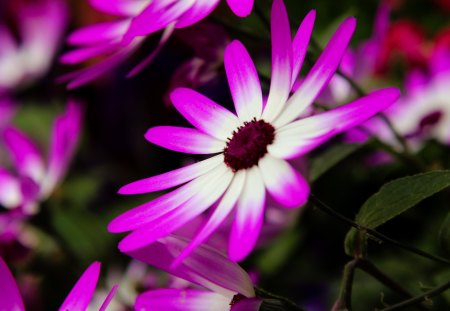 Purple Flower - photo, flower, purple, nature