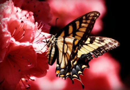 summer beauty - wings, black, nature, butterfly, yellow, pink, red, insect, flowers, flower