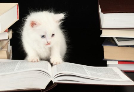 Smart Cat - white, kitten, smart, cat, animals, kitty