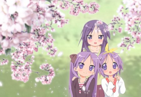 Cherry Tree - anime, kawaii, female, blossom, team, children, long hair, child, group, chibi, nice, purple hair, lucky star, anime girl, kid, sakura, cherry blossom, girl, lovely, friend, sakura blossom, sweet, flower, petals, cute, adorable, floral