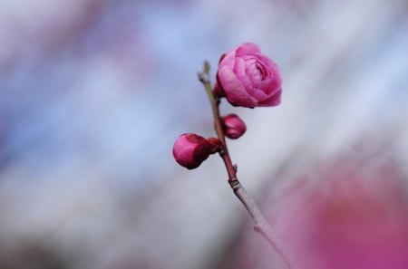 Rose - photo, flower, nature, rose