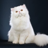 Persian Cat