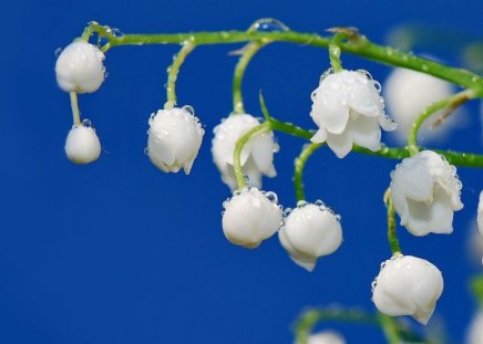 Drops - flowers, white, nature, drops, wet