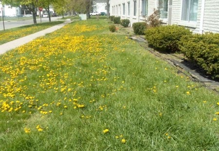 Dandelions - tree, flowers, yard, yellow