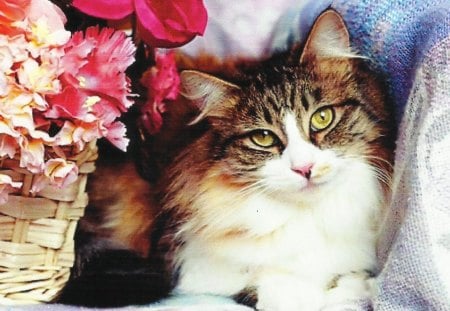 A calico cat with a basket of flowers