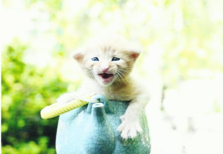 A kitten in a teapot - teapot, paws, cute, kitten